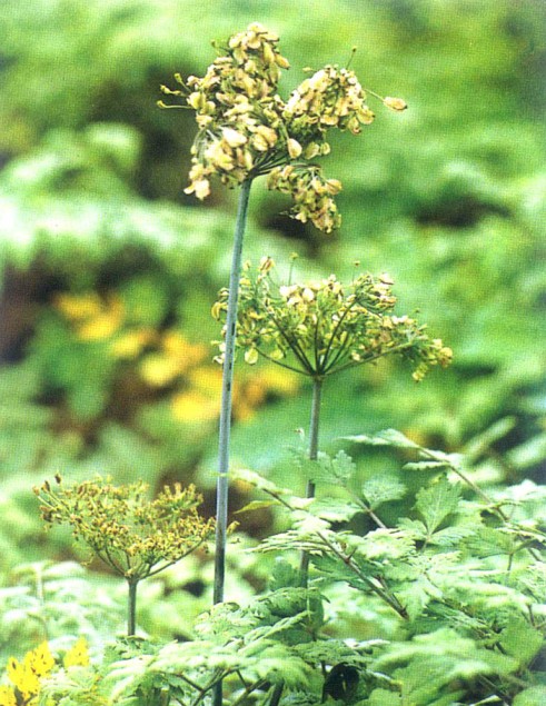 Angelica sinensis seed